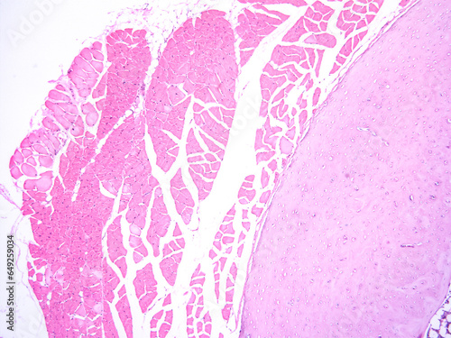 picture of histology human tissue with microscope from laboratory (not Illustration Designation)