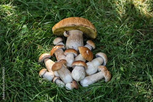 Edible white mushrooms in green grass in forest. Boletus edulis. Collecting porcini in forest