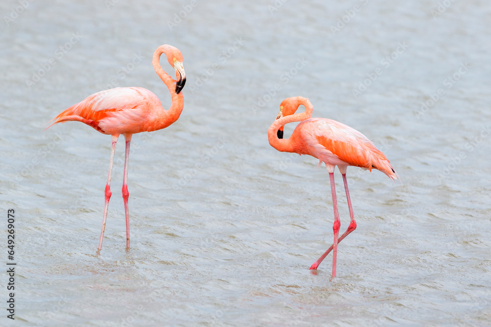 American or Caribbean flamingo (Phoenicopterus ruber) standing together in water preening feathers, lake Goto, Bonaire, Dutch Caribbean.