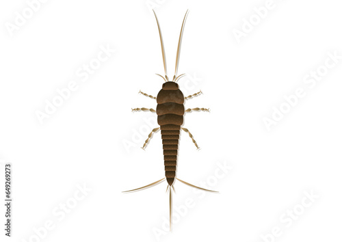 Thysanura Vector Art Isolated on White Background