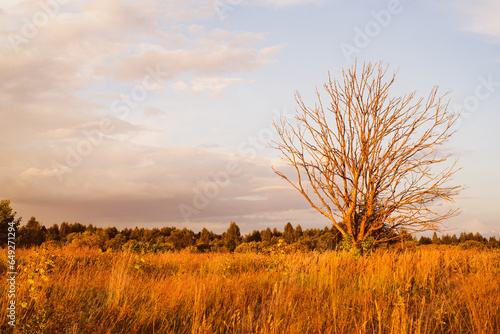Autumn evening landscape. A lonely dry tree illuminated by the setting bright sun in dry withered grass against the background of a blue sky with clouds in a meadow
