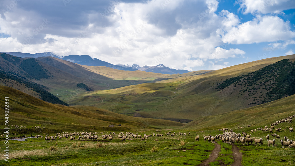 a herd of sheep on a green mountain pasture