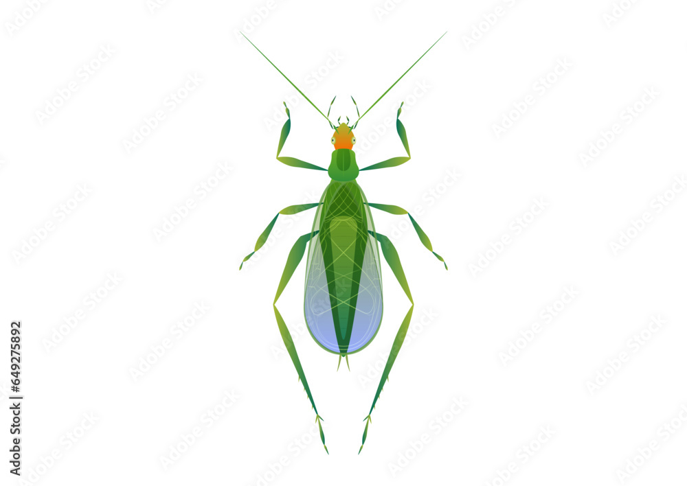 Tree Cricket Vector Art isolated on white background Tree Cricket Vector Art isolated on white background