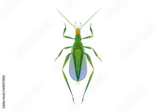 Tree Cricket Vector Art isolated on white background