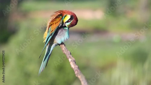 beautiful bird clean your feathers