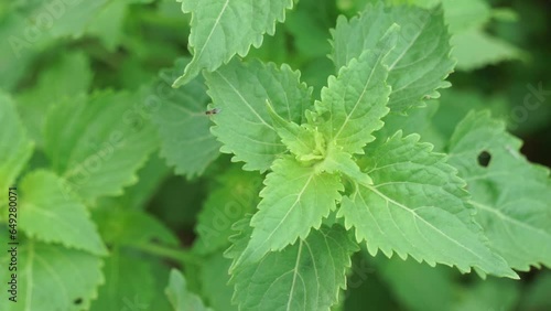 Basilicum polystachyon (Daun sangket). This plant is used to prevent mosquito bites photo