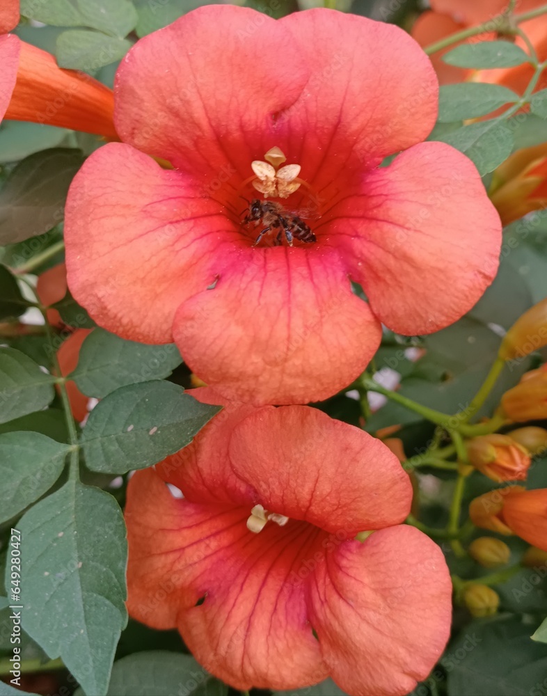 Naklejka premium Orange flowers and bee