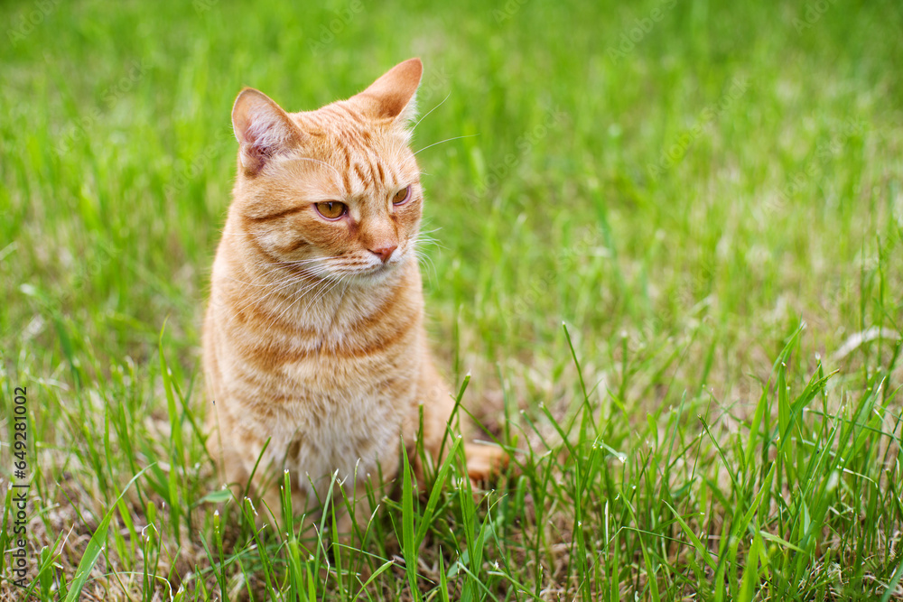 Red tabby cat resting in green grass on a summer sunny day