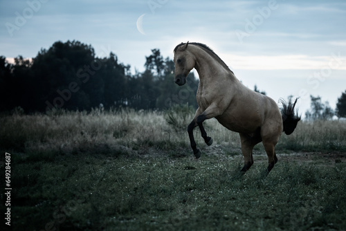 Pferd