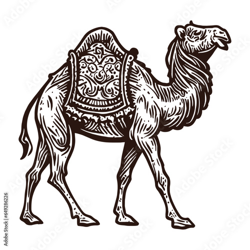 walking camel sketch