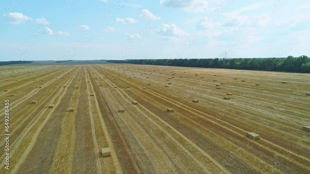 Aerial over the endless golden field with many hay cubes standing in long rows Aerial over the endless golden field with many hay cubes standing in long rows