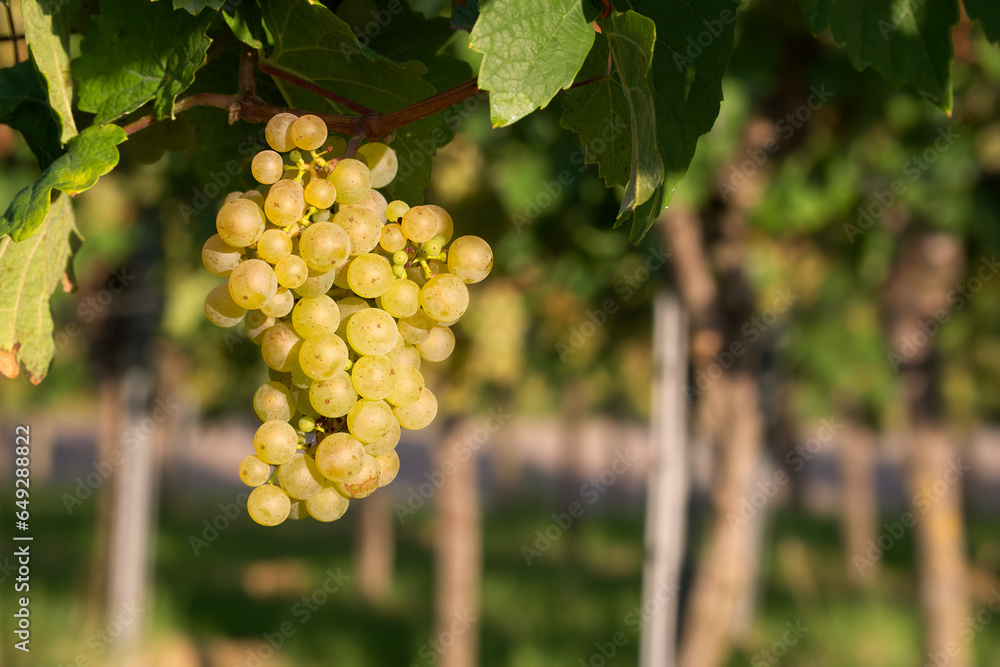 bunch of white grapes close-up