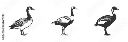 Canada goose silhouette. Black and white vector illustration.