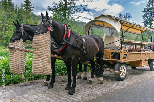 A horseman awaits tourists on the road to the mountain lake Morskie Oko in the Polish Tatras National Park. A scenic journey through dense forests and high peaks, with stunning views of wildlife