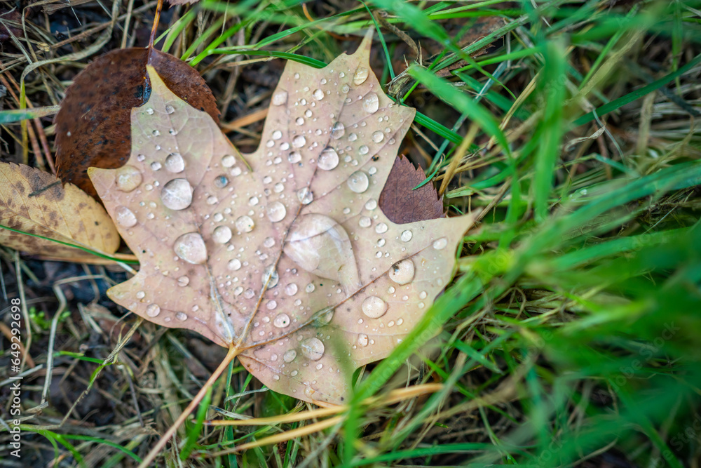Rain drops on a brown leaf of Maple tree in czech forest during autumn Rain drops on a brown leaf of Maple tree in czech forest during autumn