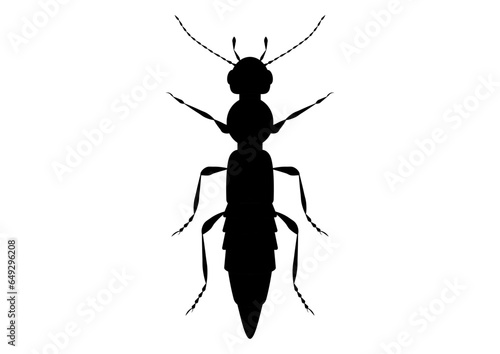 Black and White Paederus Beetle Clipart Vector isolated on White Background