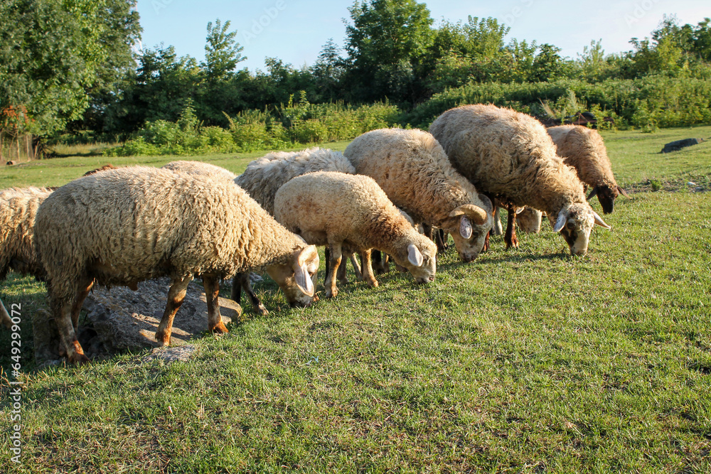 Flock of sheep grazing in meadow at sunset on Green Pasture. Idyllic Sunset Flock of sheep grazing in meadow at sunset on Green Pasture. Idyllic Sunset