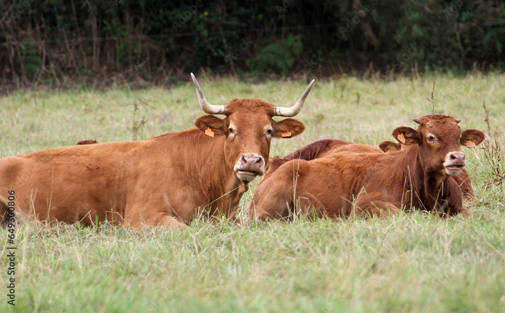 vaches et veaux du Limousin dans le pré.