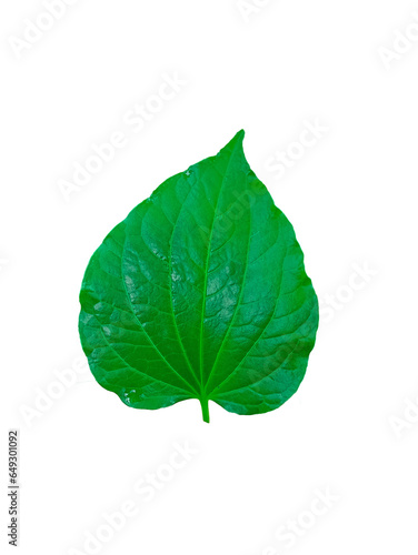 leaf Wild betel leaf Piper sarmentosum Roxb spice plant Basil leaves are commonly used in cooking because of their fragrant aroma. green white background
