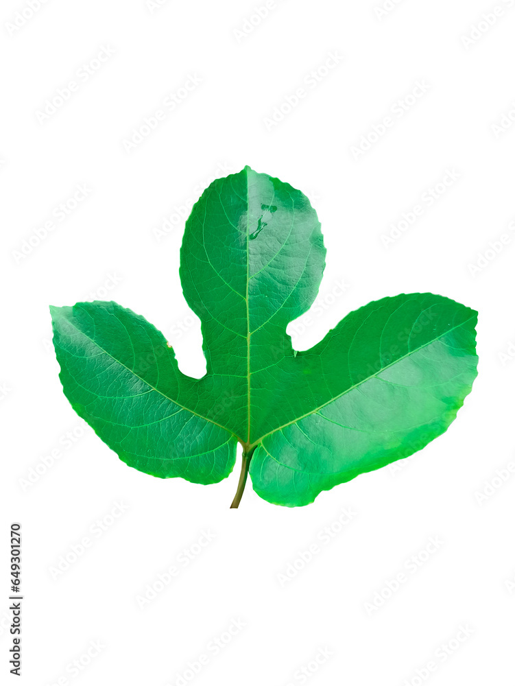 Fototapeta premium Passion fruit leaves, bright green,green white background
