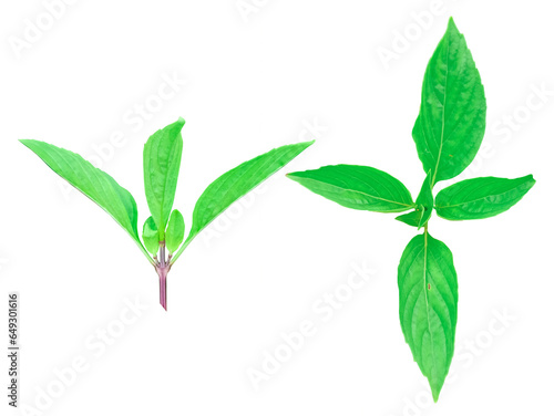 leaf Sweet Basil,leaf Common basil,spice plant Basil is commonly used in cooking because of its fragrant aroma. transparent background png file