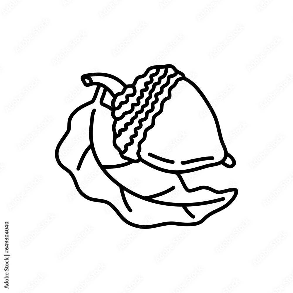 hand drawn doodle Acorn line art illustration isolated on white background hand drawn doodle Acorn line art illustration isolated on white background