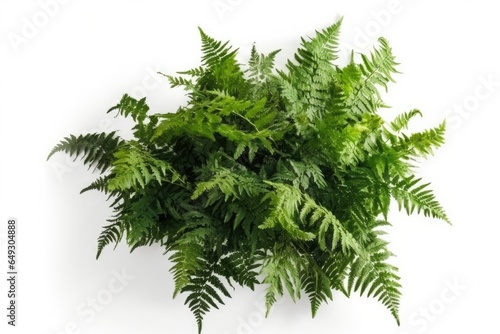 vibrant green ferns flourish, their intricate patterns a testament to nature's artistry.