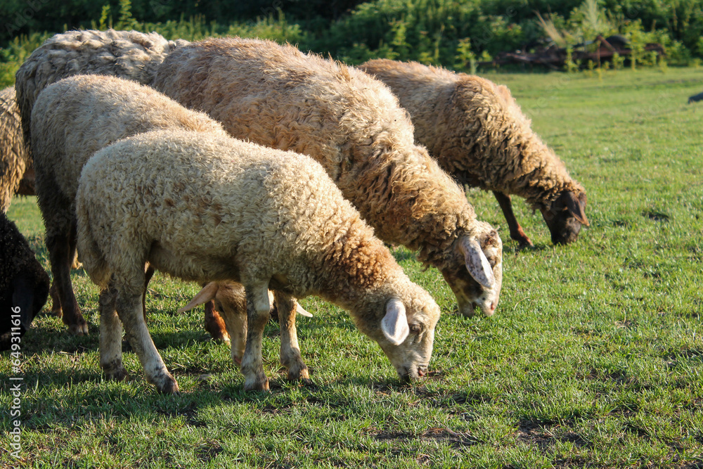 Peaceful Flock of Sheep Grazing in Serene Golden Hour Meadow. Sheep grazing at sunset. Nature farming