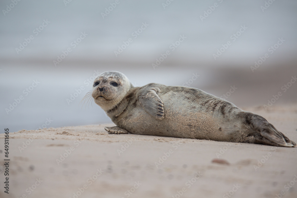 Fototapeta premium Seehund-Baby wartet auf die Mutter, in Grenen, Skagen, Dänemark