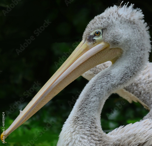 le regard d'un splendide pelicans photo