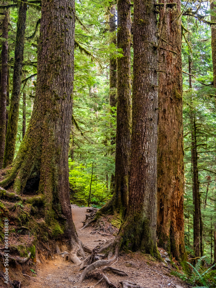 Rainforest in Central Cascades Washington Pacific North West Rainforest in Central Cascades Washington Pacific North West