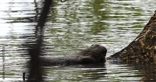 Otters belong to the family Mustelidae, which also includes weasels, ferrets, and badgers. They are further classified into multiple genera, including Lutra (true otters), Lontra (Neotropical otters) photo