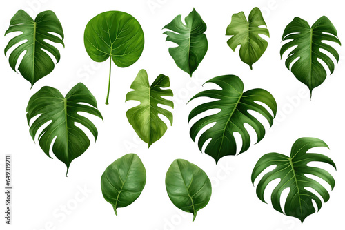 Tropical green leaves of leaf