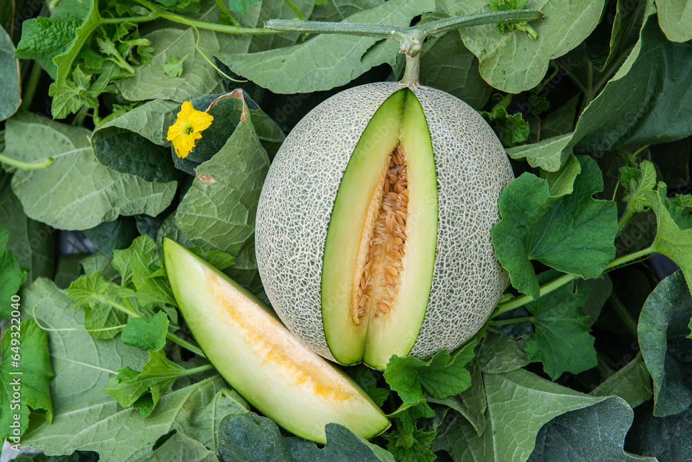 Honeydew melon and Japanese melon slice fresh ripe orange and sweet