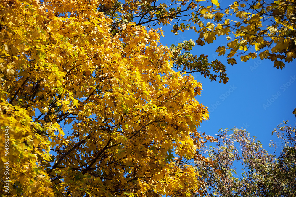 Tree branches with bright yellow leaves against clear blue sky. Bright yellow maple leaves on sunny September day. Beautiful bright colors of autumn. Selective focus Tree branches with bright yellow leaves against clear blue sky. Bright yellow maple leaves on sunny September day. Beautiful bright colors of autumn. Selective focus