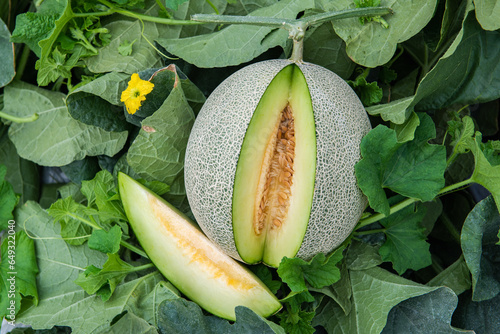 Honeydew melon and Japanese melon slice fresh ripe orange and sweet green slice lay on leaf in plant. Melon or cantaloupe is sweet fruit dessert. photo