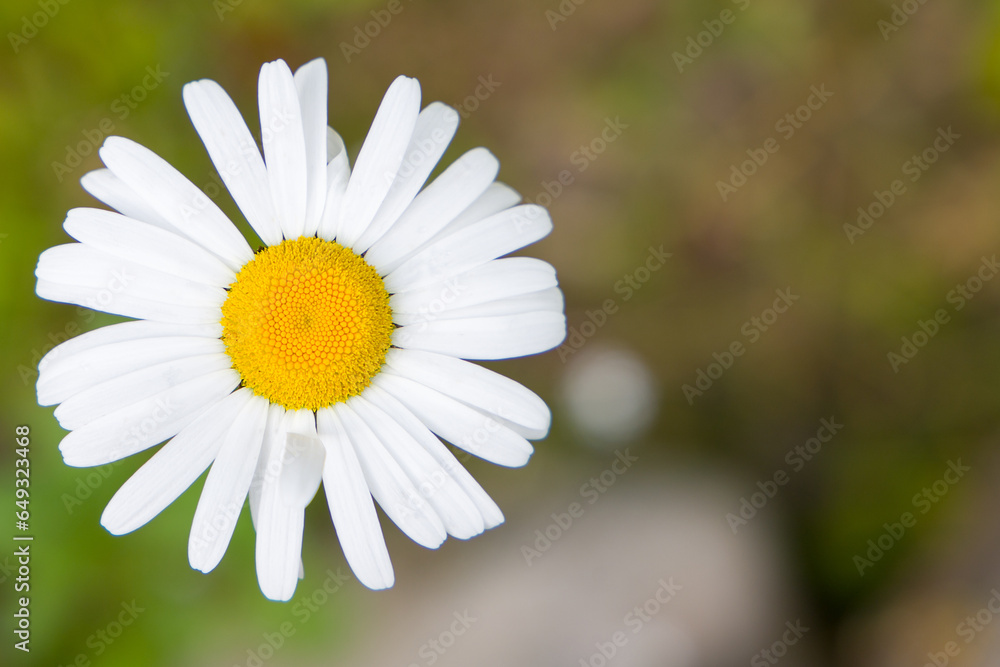Obraz premium White daisy flower on blurred green background, shallow depth of field