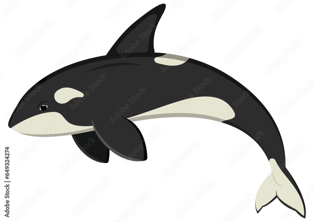 Fototapeta premium Ocean orca cartoon character. Vector illustration of killer whale isolated on white background