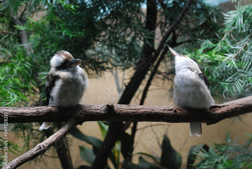 Two Lauhing Kookaburra Birds on a Tree Branch photo