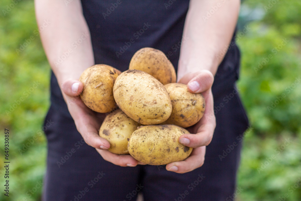 A young farmer holds freshly picked potatoes in his hands. Harvesting . Agricultural industry. A young farmer holds freshly picked potatoes in his hands. Harvesting . Agricultural industry.