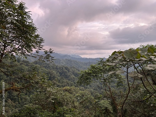 Ecuadorian cloud forest