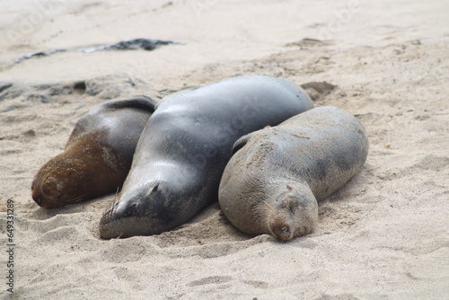 3 Sea Lions relaxing on the beach 