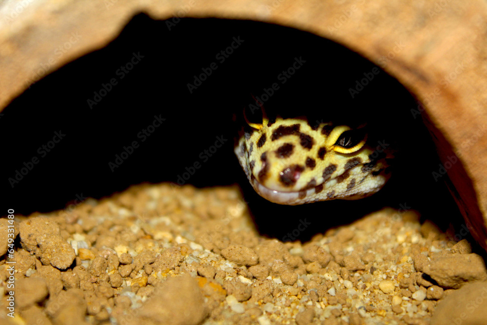 Leopard Gecko peeking from hide