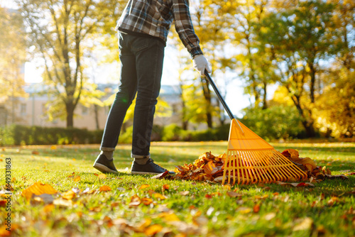 Fotografia Man in his hands with a fan-shaped yellow rake collects fallen autumn leaves in the park
