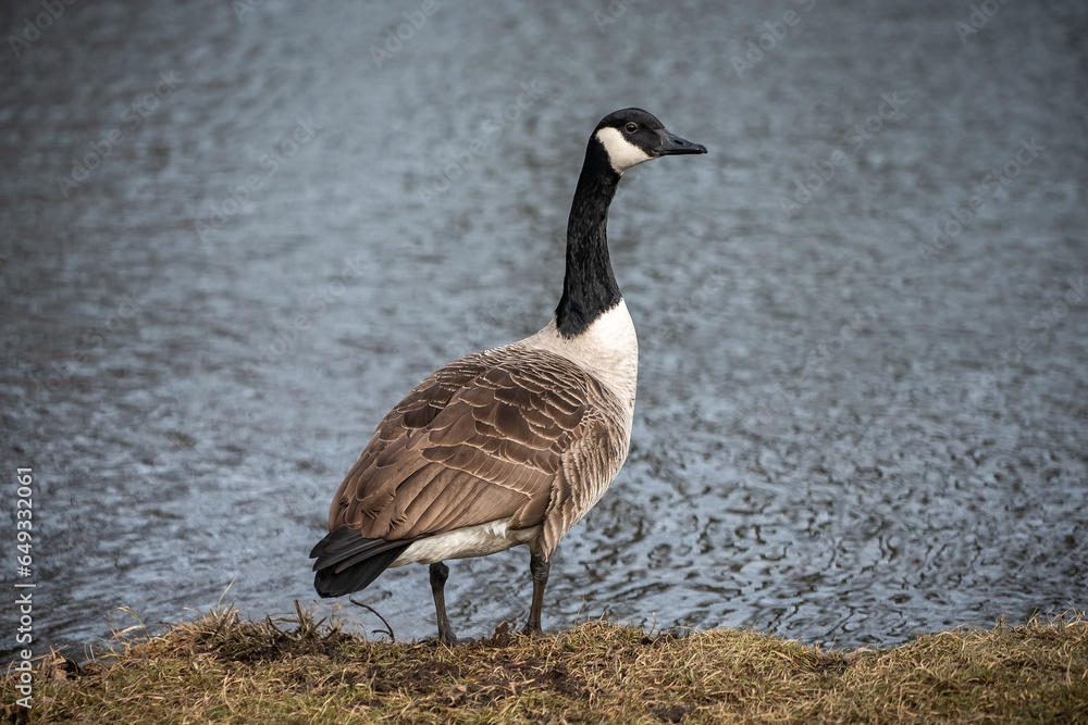Canada goose standing proudly in front of a river Canada goose standing proudly in front of a river