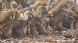 Griffon vulture group