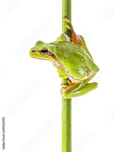 European tree frog on white background