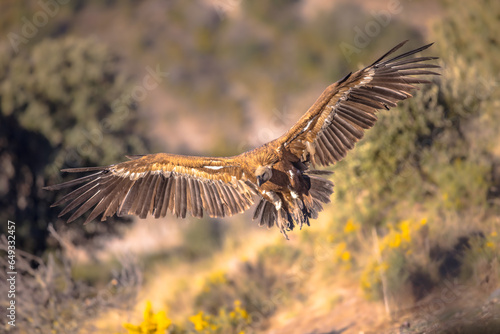 Griffon vulture flying and landing