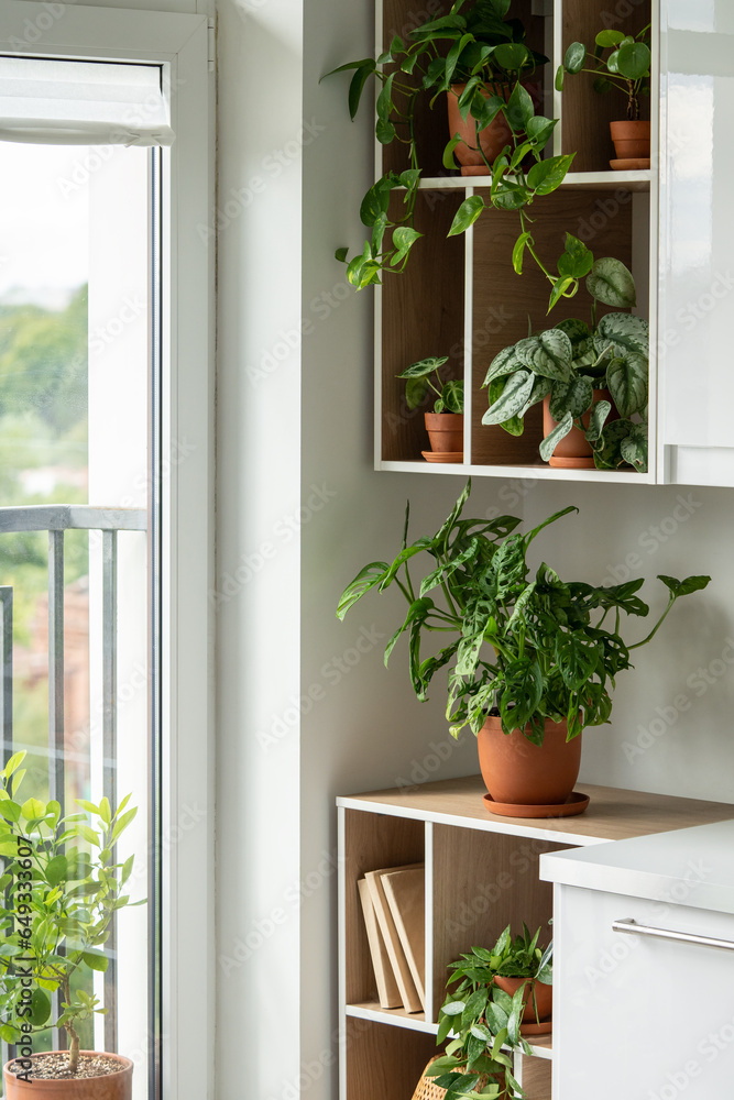 Green plants scindapsus, monstera, pilea, epipremnum in pots on shelves. Home garden in city flat. Gardening hobby, leisure, planting concept. Growing domestic flowers in modern interior near window.