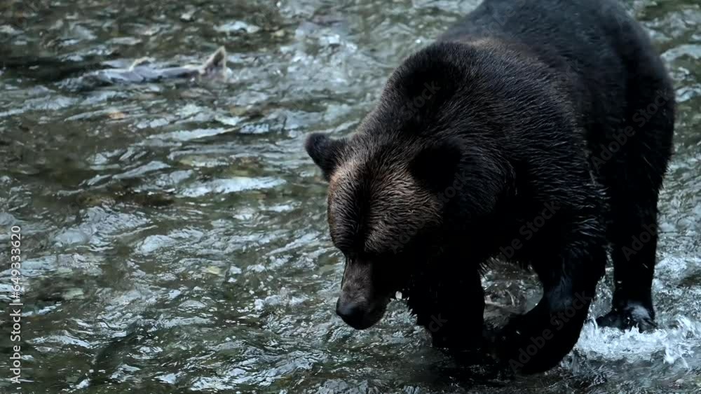 Grizzly bear fishing on the coast Grizzly bear fishing on the coast